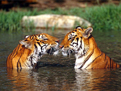 trip to sunderbans from Kolkata, Indian tiger, Royal bengal tigers, Sunderbans, Sunderban travel tip, Sunderban travel plan