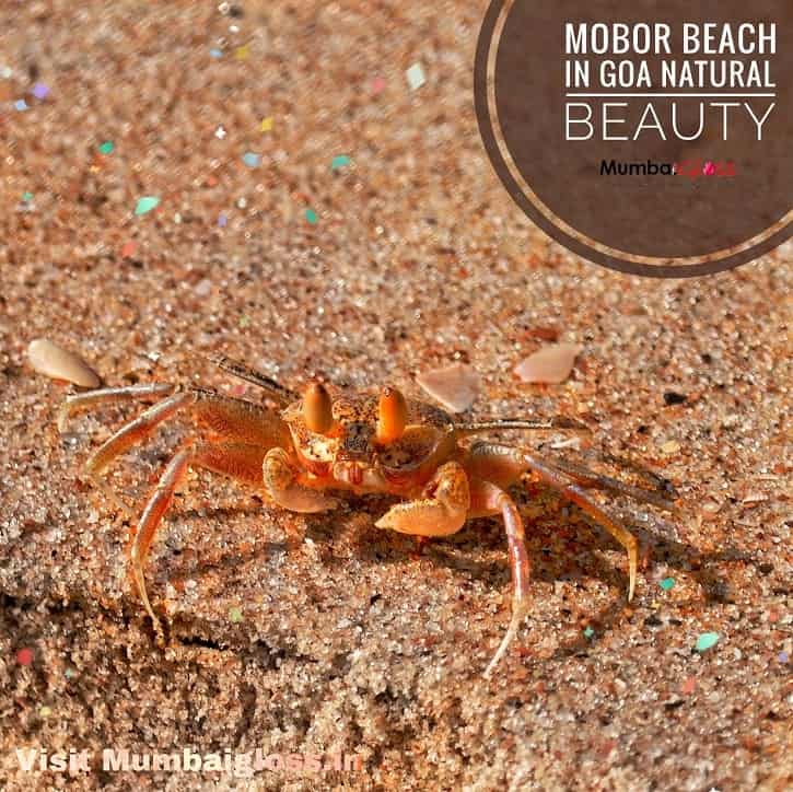 Crab-in-Goa-min | Mumbaigloss